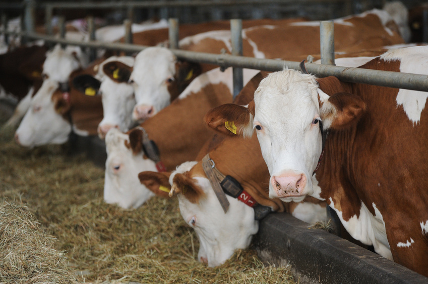 FUTTER | agroprodukty.de